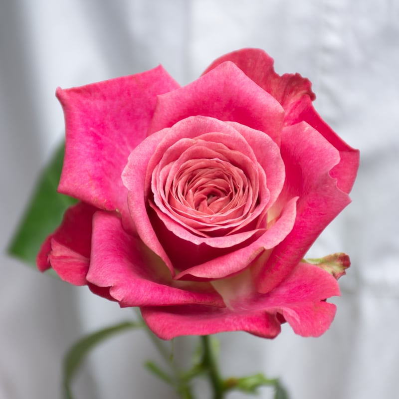 堀木園芸「バイアモーメント」 | tokyo_shokubutsu_zufu