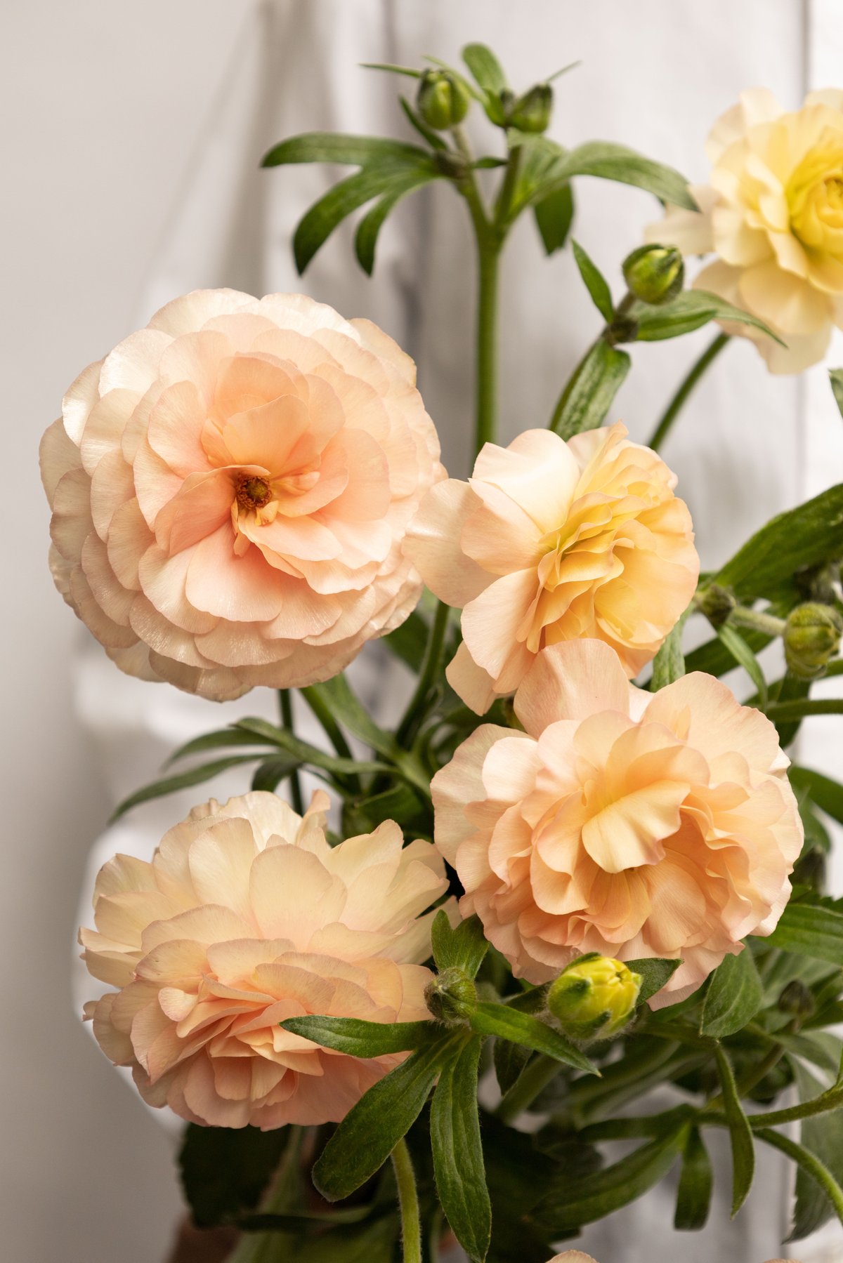 専用 ラナンキュラス♡ラックス ラナンキュラス「ラックスミックス」 | tokyo_shokubutsu_zufu