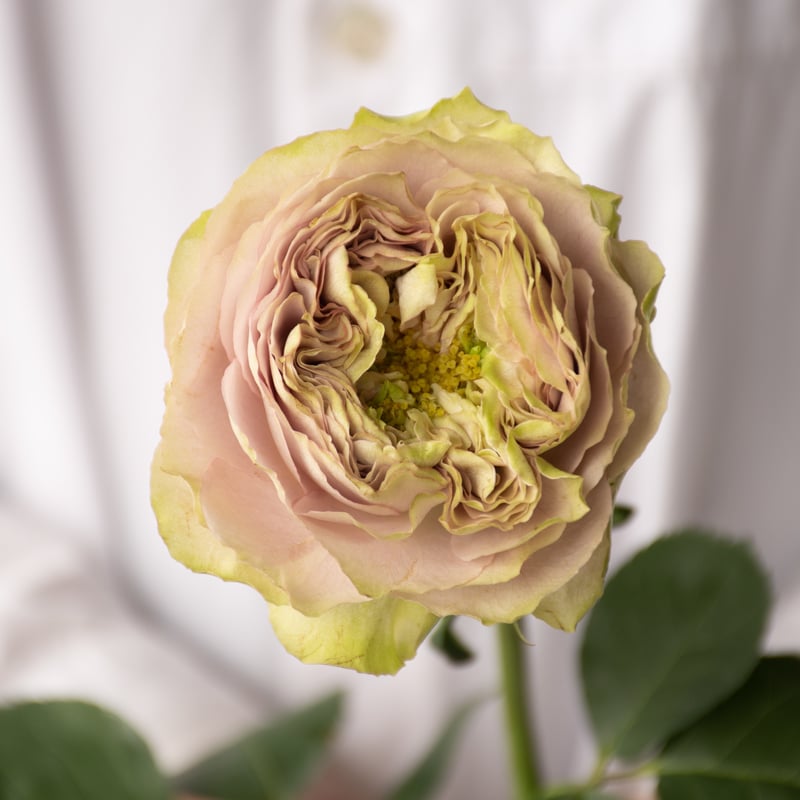 堀木園芸「オールウェイズオンユアサイド」 | tokyo_shokubutsu_zufu