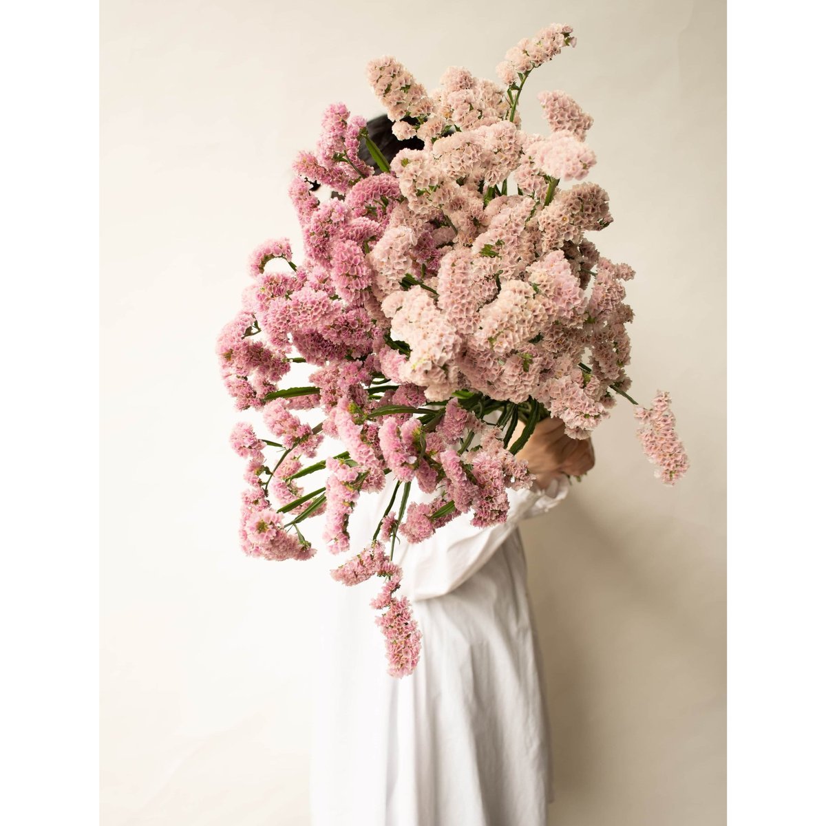 ドライフラワー❇️スターチス ソロモン❣️ fit=scale-down,w=1200