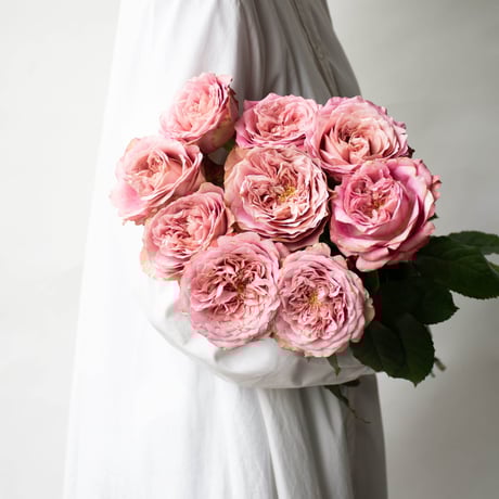 CATEGORY バラ | tokyo_shokubutsu_zufu