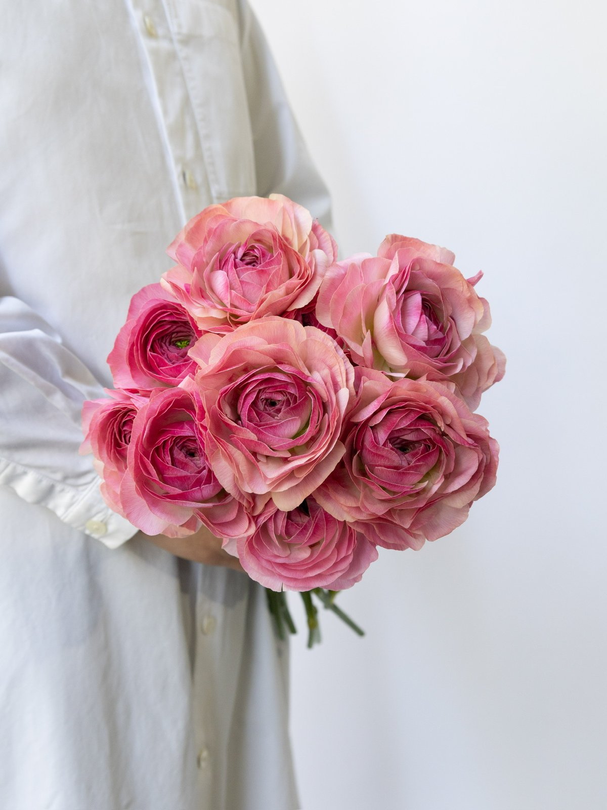 ラナンキュラス「ニーム」 | tokyo_shokubutsu_zufu