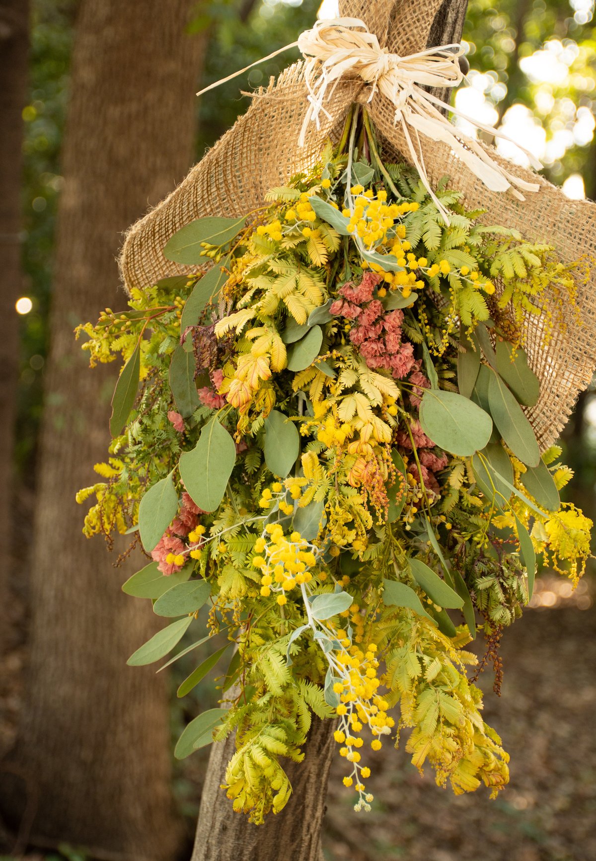 アカシア種子 500粒+ ac500 アカシア種子 500粒+ ac500 アカシア種子 500粒+ ac500 【公式通販】