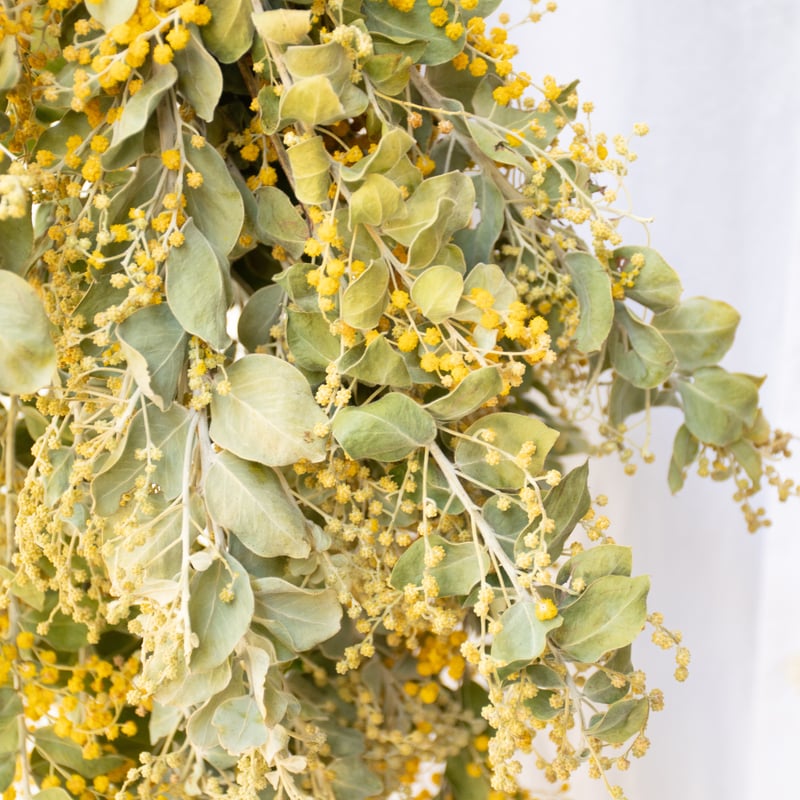 ミモザ「パールアカシア」 | tokyo_shokubutsu_zufu