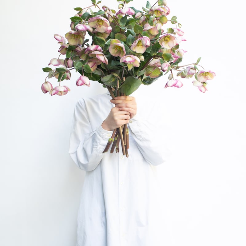 ✱RIKO✱　クリスマスローズ クリスマスローズの世界展 お花達の集い 2022 World of