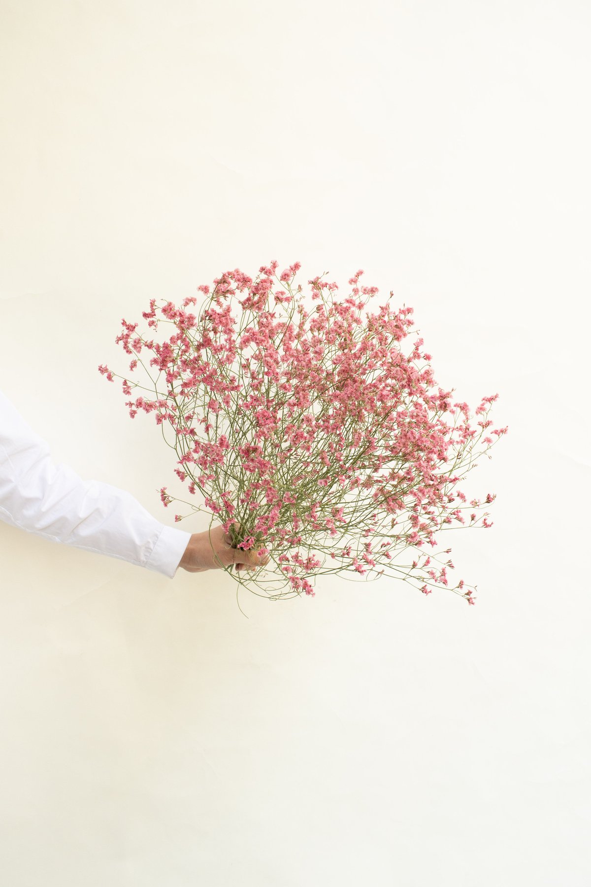 ドライフラワー❇️プルモサム❣️ ドライフラワー］リューカデンドロン マルチ 商品ページ - 土と風の植物園