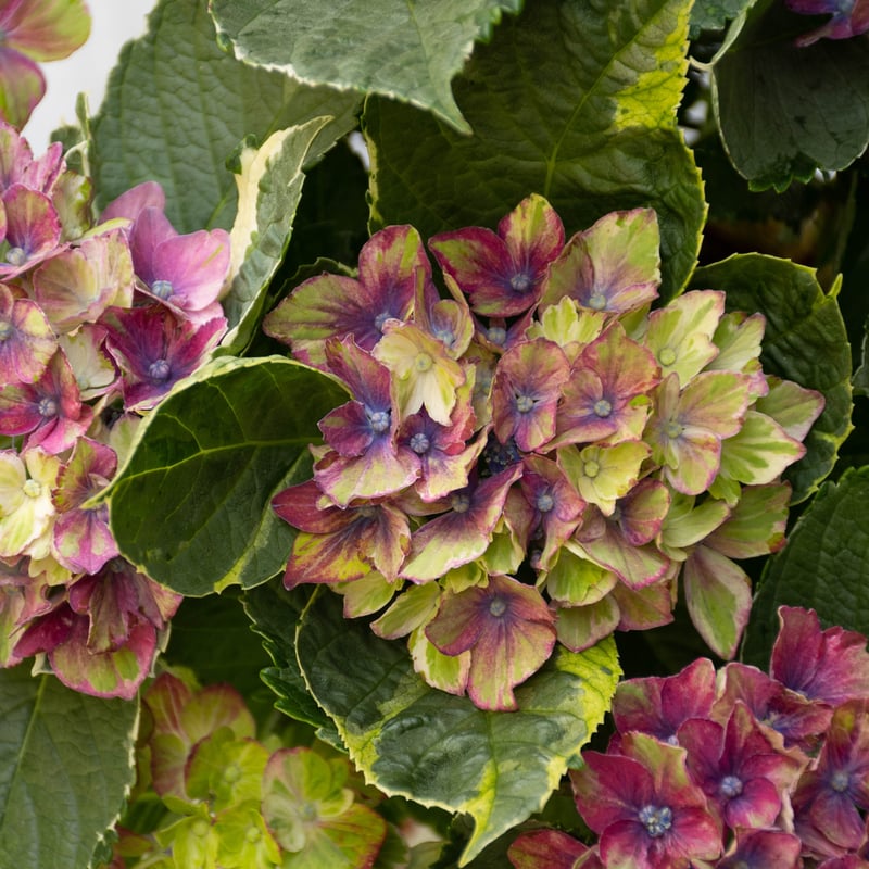 アジサイ「サプライズ(鉢)」 | tokyo_shokubutsu_zufu