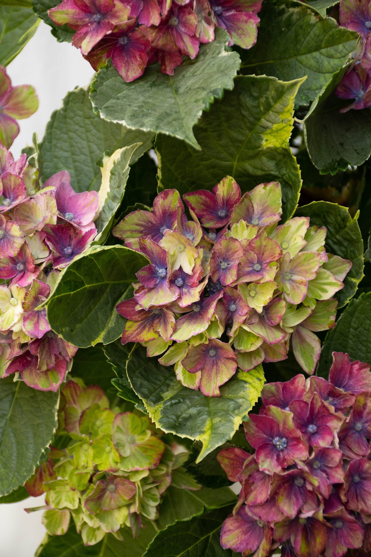 かぺ様 リクエスト 2点 まとめ商品　紫陽花　アジサイ　サプライズ　スパイス あじさい様 リクエスト 2点 まとめ商品 かぺ様 リクエスト 2点 まとめ