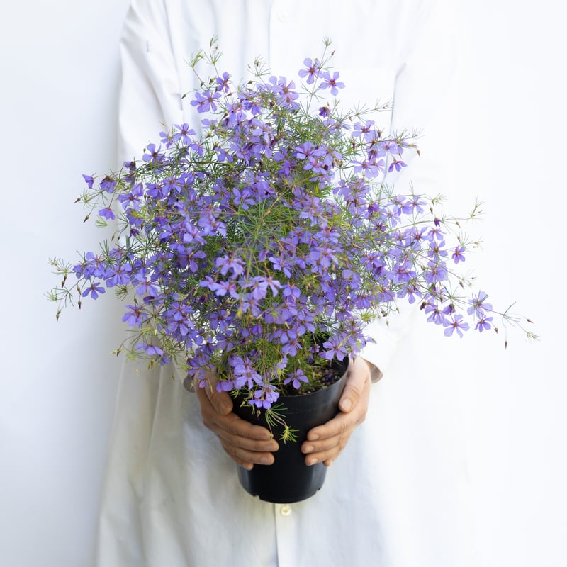 鉢物「プラティセカ ブルーコメット」 | tokyo_shokubutsu_zufu