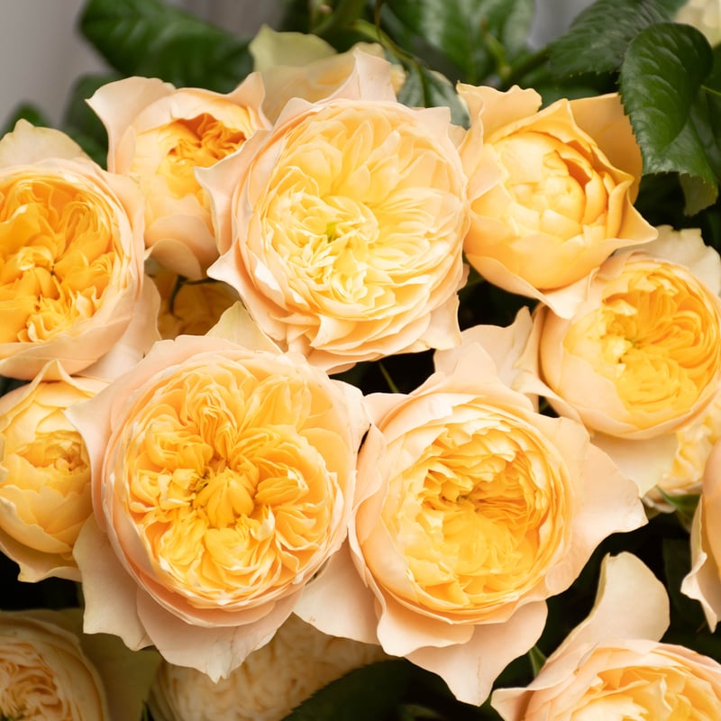 ゴールデンベスト バラ売り Amazon.co.jp: ゴールデン☆ベスト - バラクーダー: ミュージック