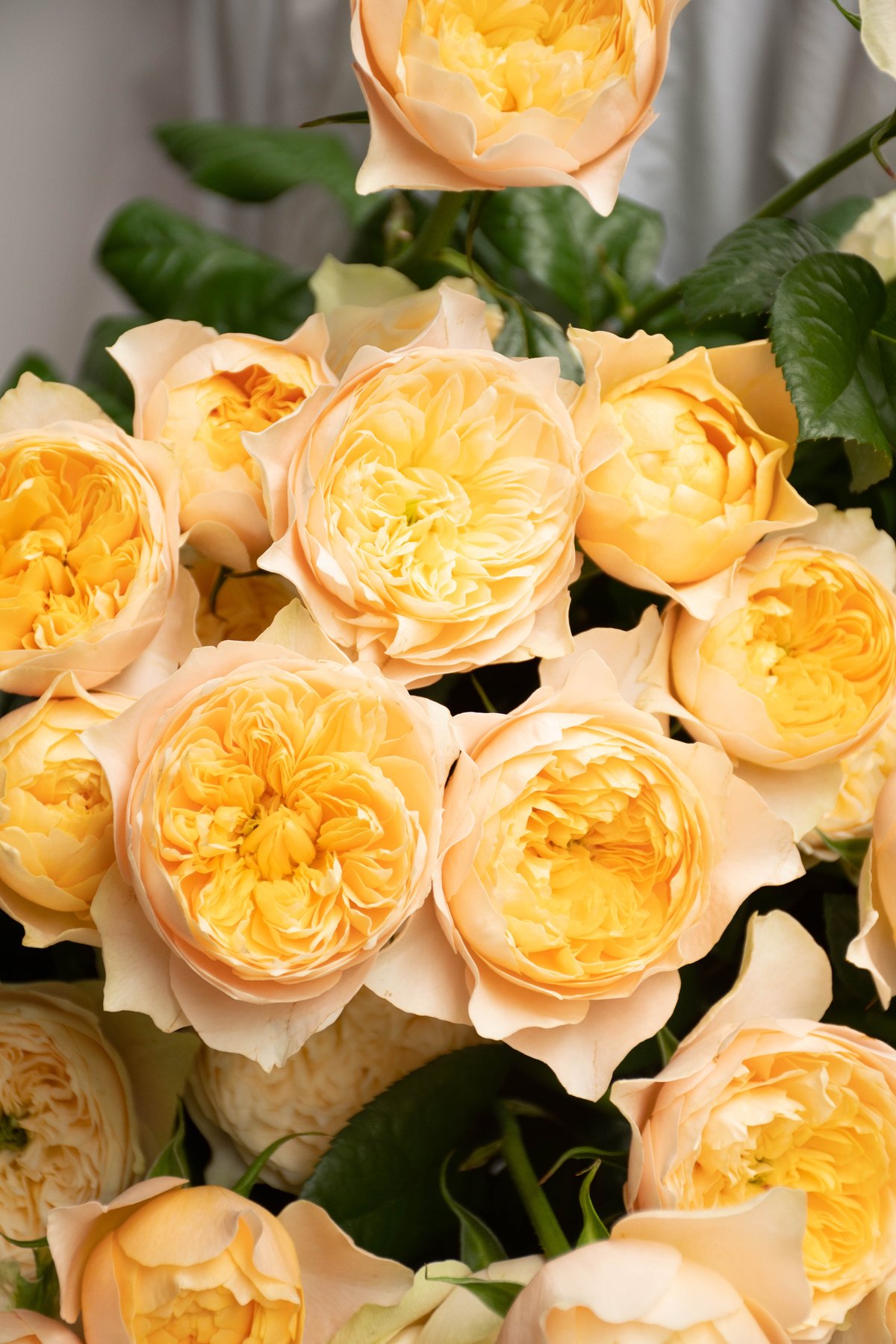 薔薇 バラ「ゴールデンハート」 | tokyo_shokubutsu_zufu