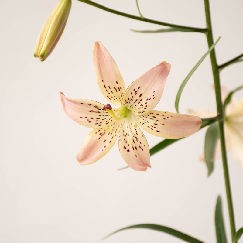 【ぼたん】ローズ ユリ　ヘアオブジェ　コサージュ　おまとめ買い ぼたん】ローズ ユリ ヘアオブジェ コサージュ おまとめ買い