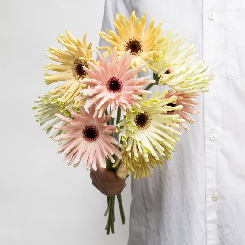 ガーベラ「パスタ咲きMIX」 | tokyo_shokubutsu_zufu