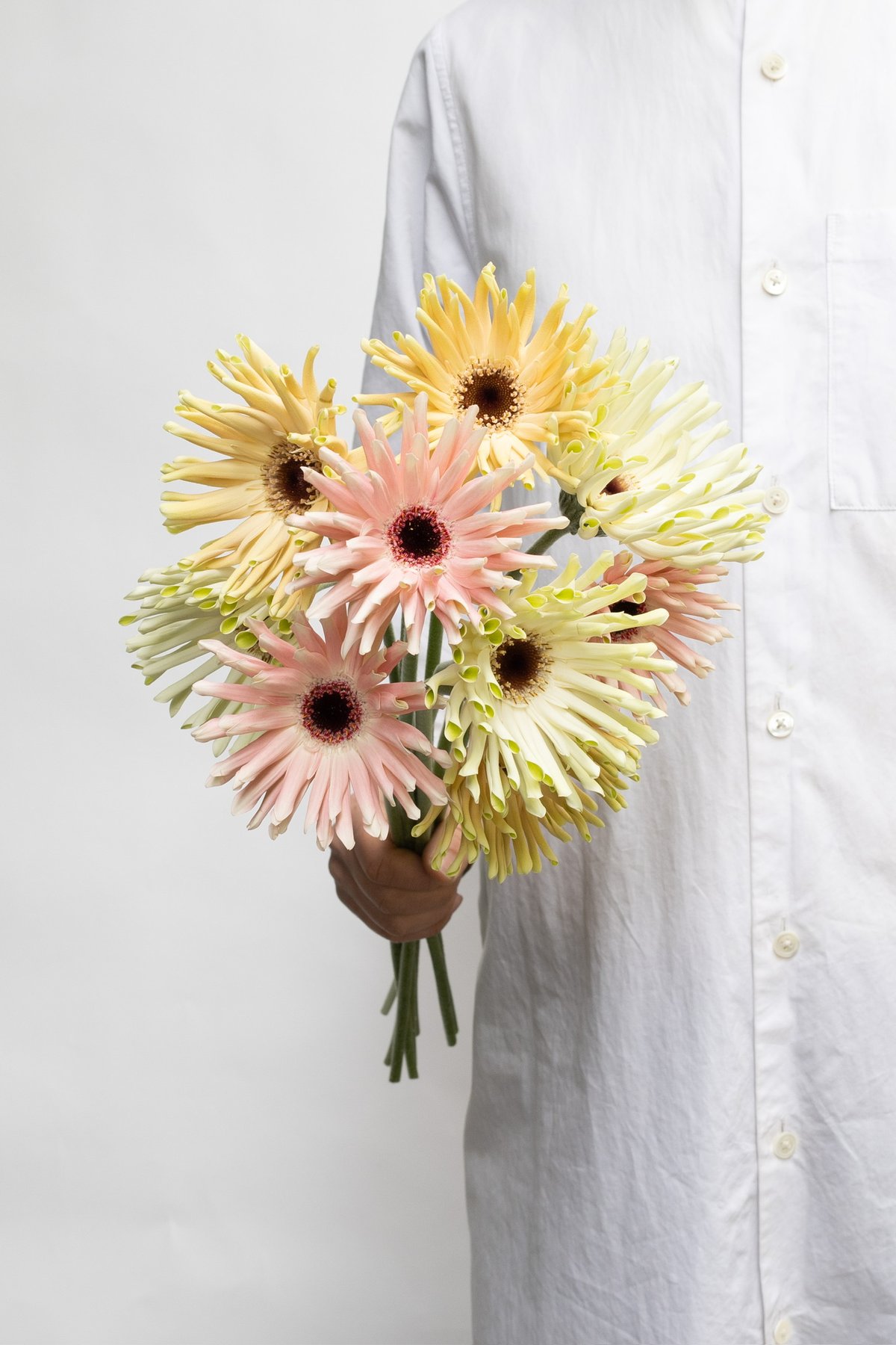 ガーベラ「パスタ咲きMIX」 | tokyo_shokubutsu_zufu