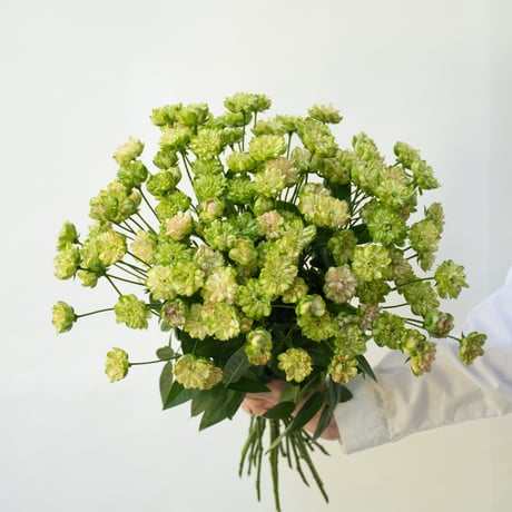 CATEGORY バラ | tokyo_shokubutsu_zufu