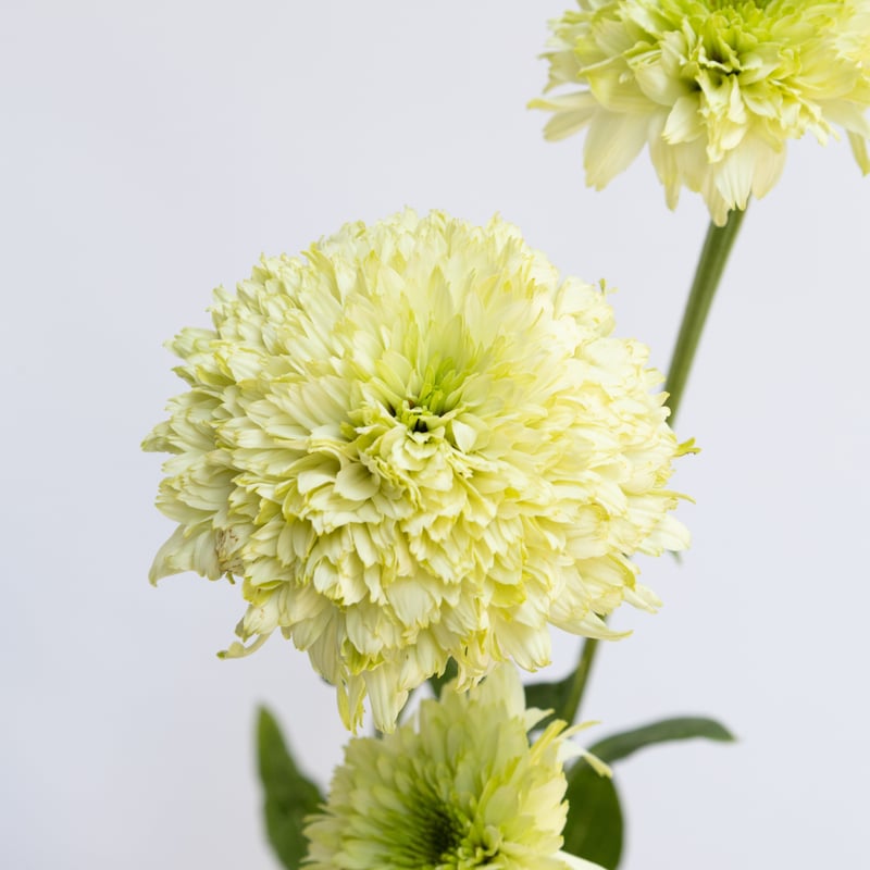 堀田さんのエキナセア | tokyo_shokubutsu_zufu