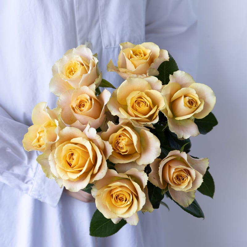 バラ「堀木園芸 サウザンドマイルズ」 | tokyo_shokubutsu_zufu