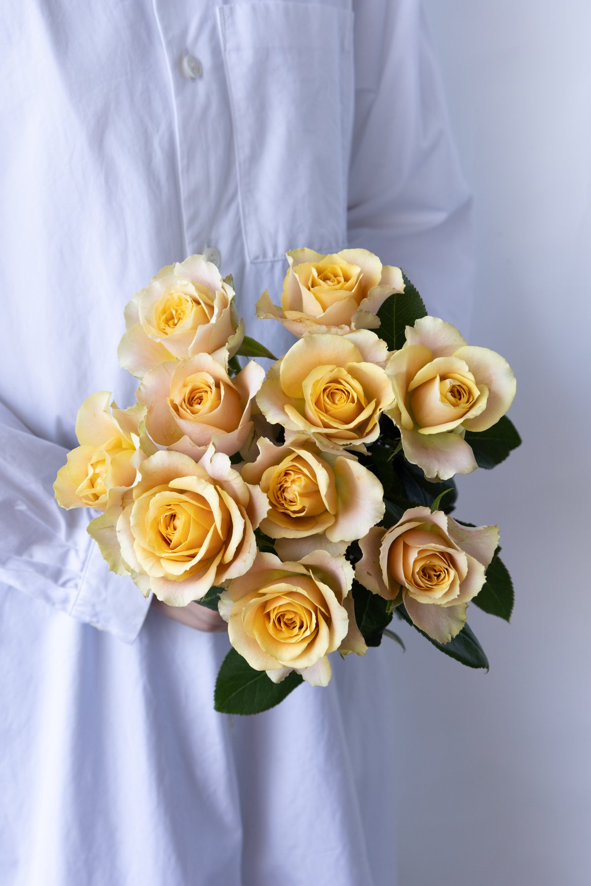 バラ「堀木園芸 サウザンドマイルズ」 | tokyo_shokubutsu_zufu