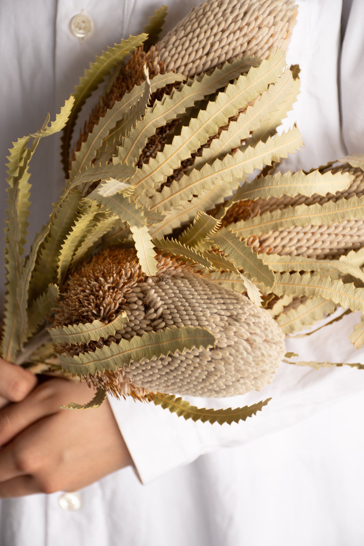 絹布花フーケ 絹布花フーケ