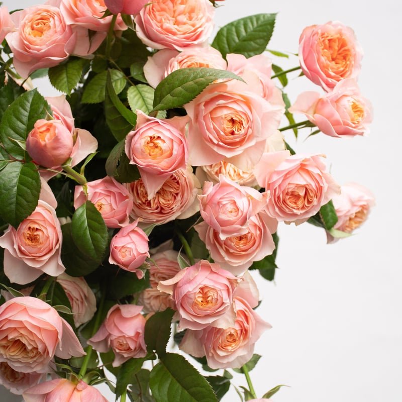 SPバラ「コーラルハート」 | tokyo_shokubutsu_zufu