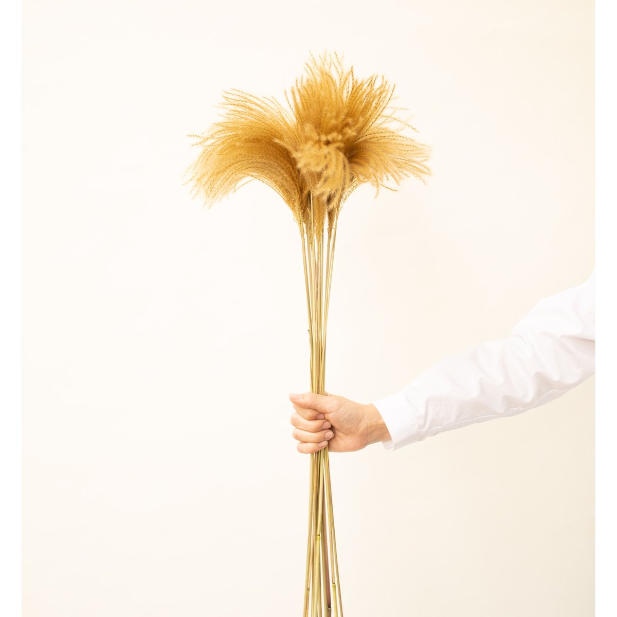 Sale　c  ススキドライフラワー　オギ　ヨシ ドライフラワー 花材》✴︎即納✴︎ 大地農園 ススキ パンパス系