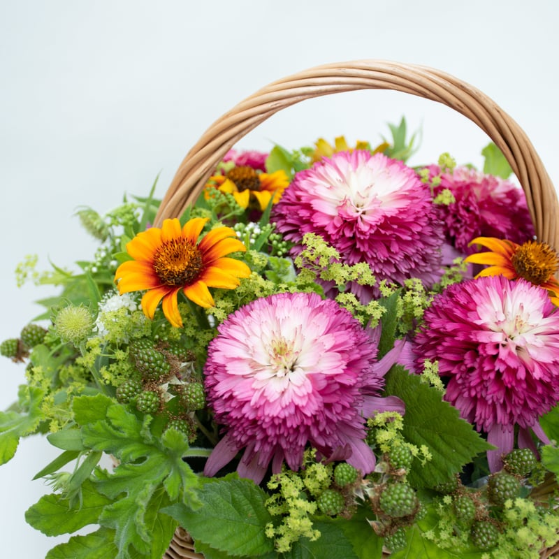 エキナセア サザンベル＆ナンシー7本セット | tokyo_shokubutsu_zufu