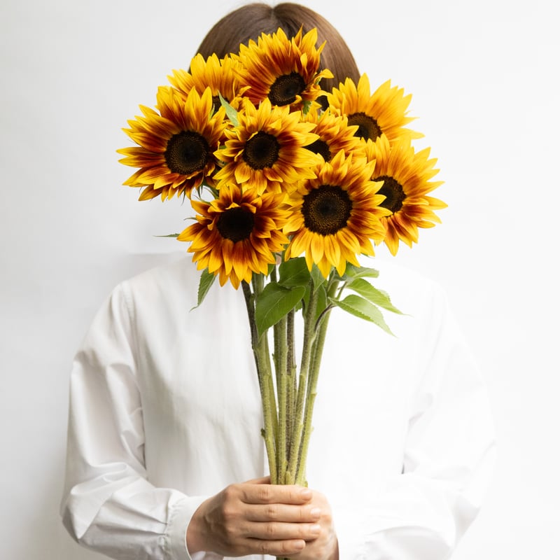 ヒマワリ「花優美 サンリッチマロン」 | tokyo_shokubutsu_zufu