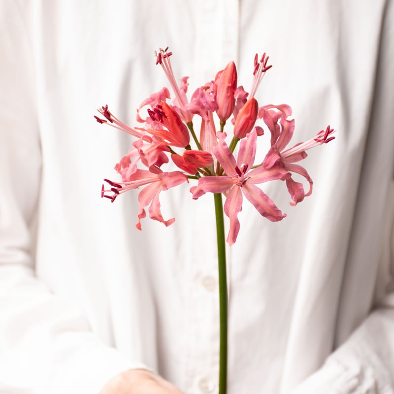 横山園芸「ダイヤモンドリリー」 | tokyo_shokubutsu_zufu