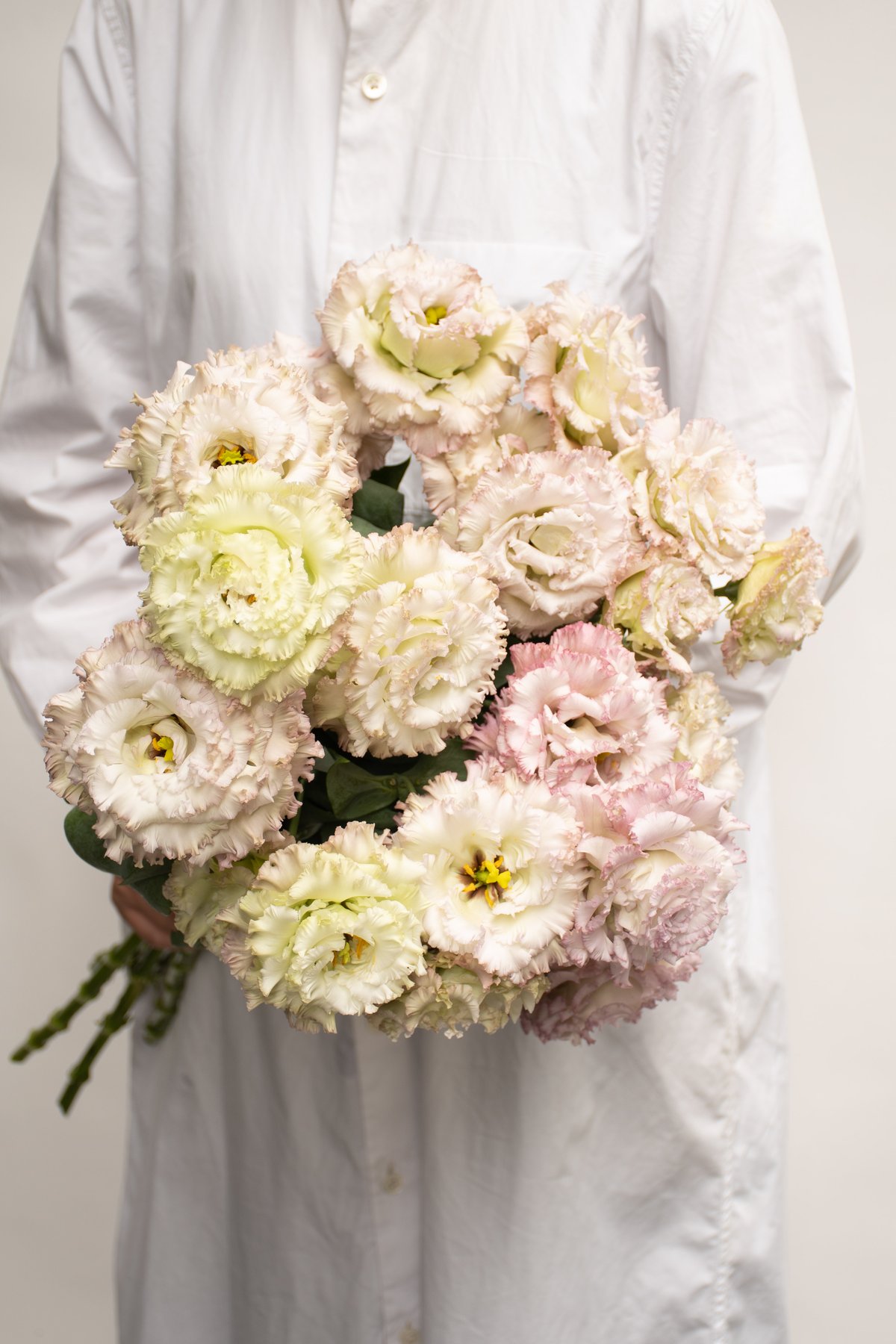 トルコキキョウ「NFローマ」 | tokyo_shokubutsu_zufu