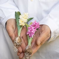feltico×東京植物図譜「ヒヤシンスのブローチ＋球根ミックス」