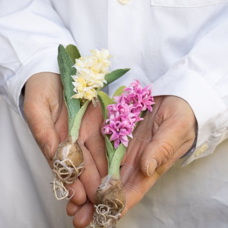 feltico×東京植物図譜「ヒヤシンスのブローチ＋球根ミックス」