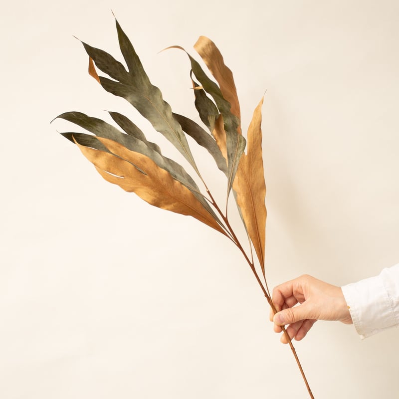 グレビレア　バイレヤナゴールド/ 501 グレビレア バイレヤナゴールド/ 501