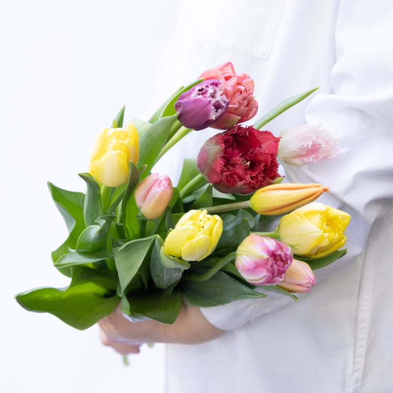 チューリップ「ミックス」 | tokyo_shokubutsu_zufu