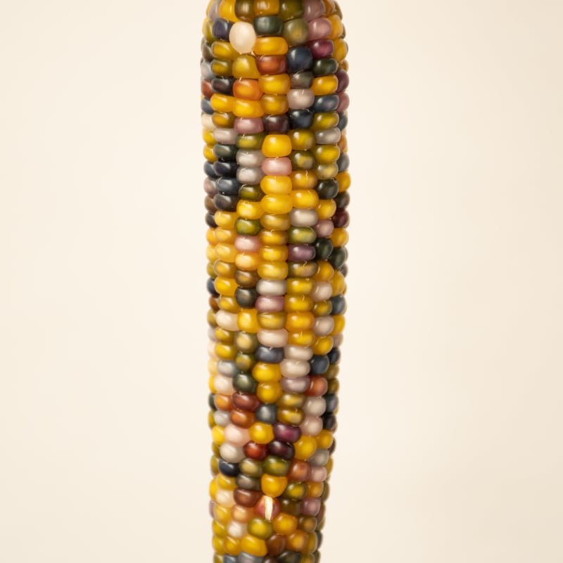 トウモロコシ「グラスジェムコーン」 | tokyo_shokubutsu_zufu