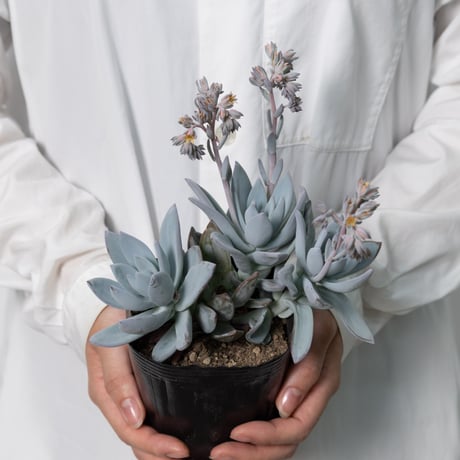多肉植物３種セット