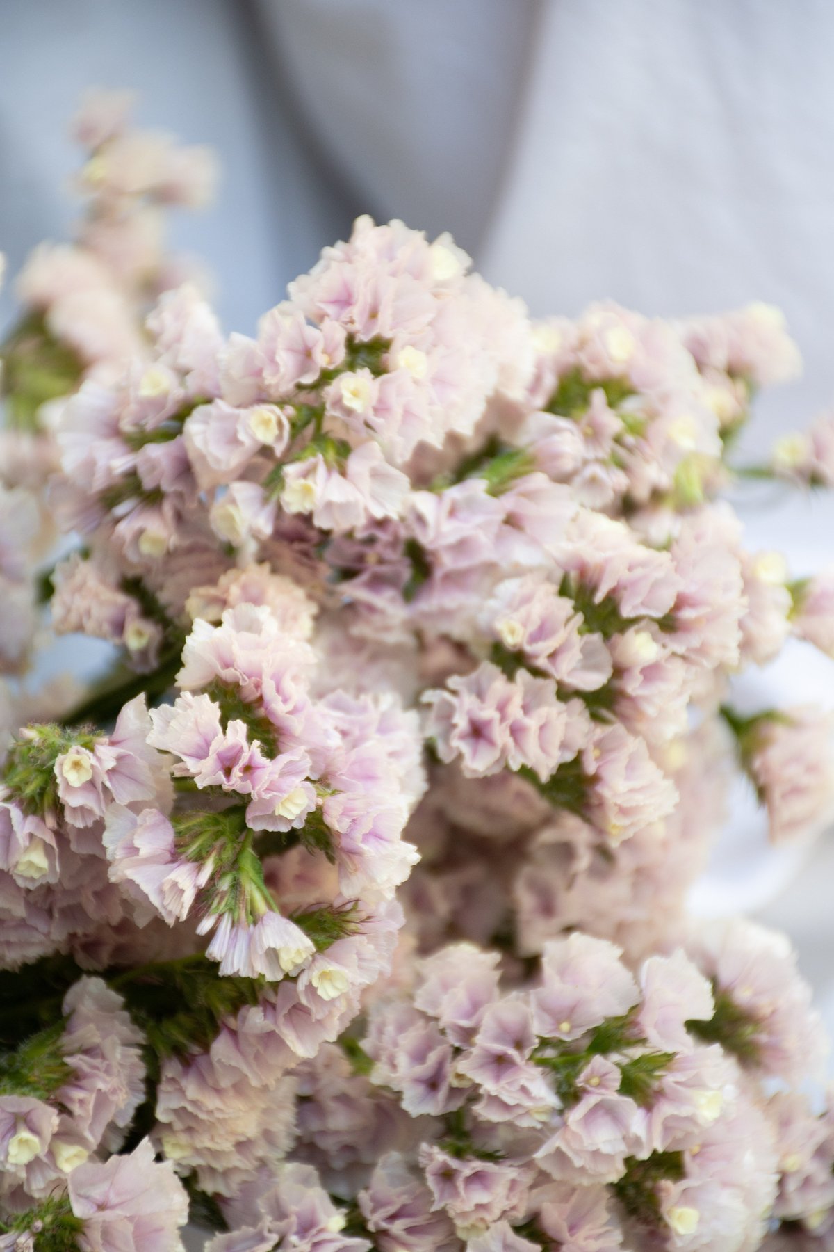 ドライフラワー「スターチス」 | tokyo_shokubutsu_zufu