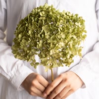 ドライフラワー「アナベルグリーン」