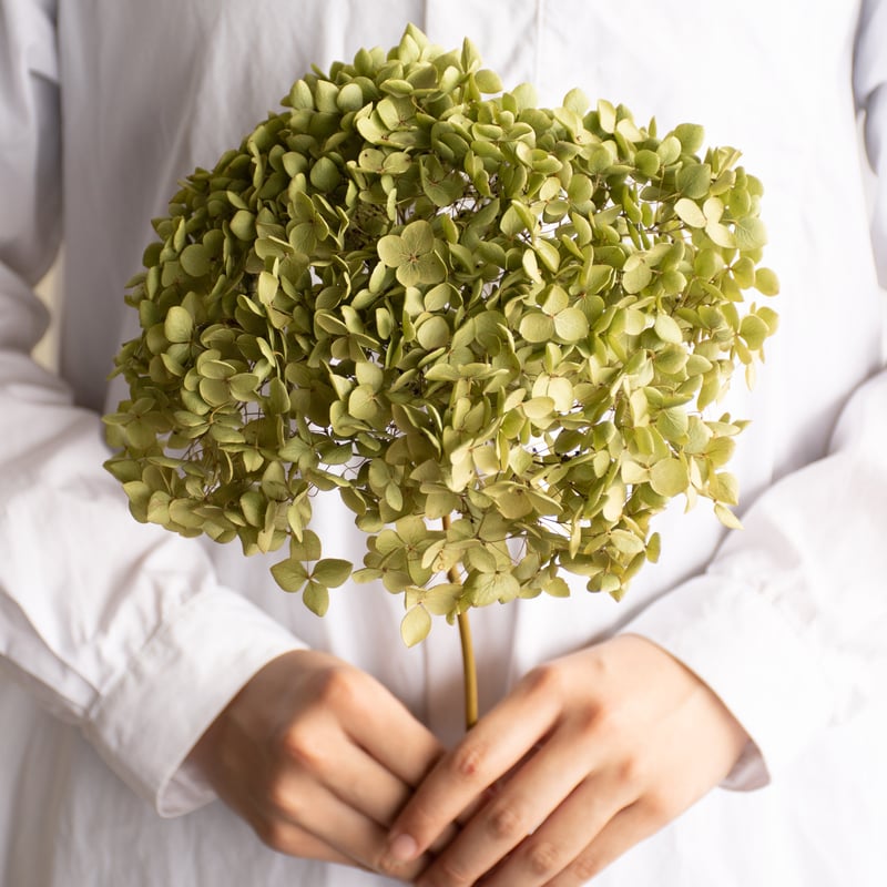 ドライフラワー「アナベルグリーン」 | tokyo_shokubutsu_zufu