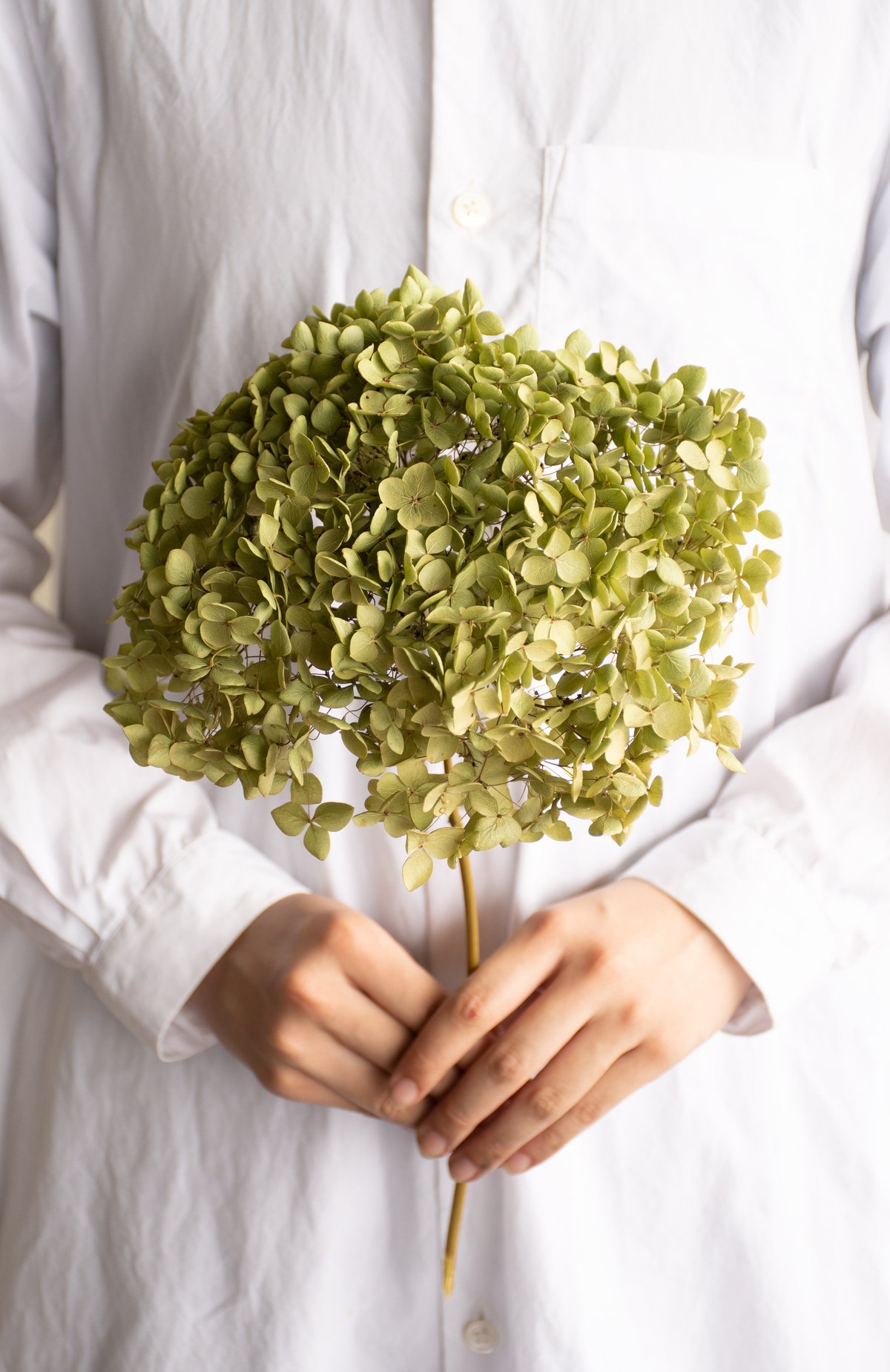 ドライフラワー「アナベルグリーン」 | tokyo_shokubutsu_zufu