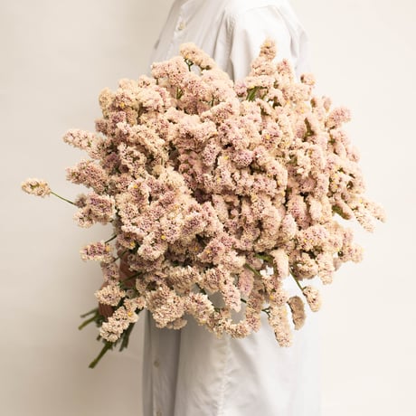 CATEGORY スターチス | tokyo_shokubutsu_zufu