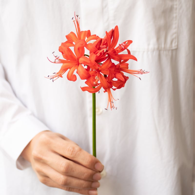 横山園芸「ダイヤモンドリリー」 | tokyo_shokubutsu_zufu