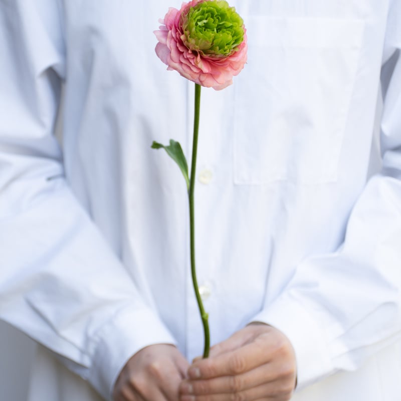 ラナンキュラス「ロゼヴェール・シストロン