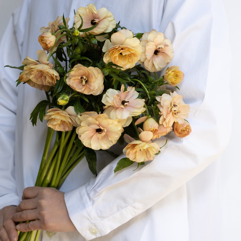 ラナンキュラス「ラックスミックス」 | tokyo_shokubutsu_zufu