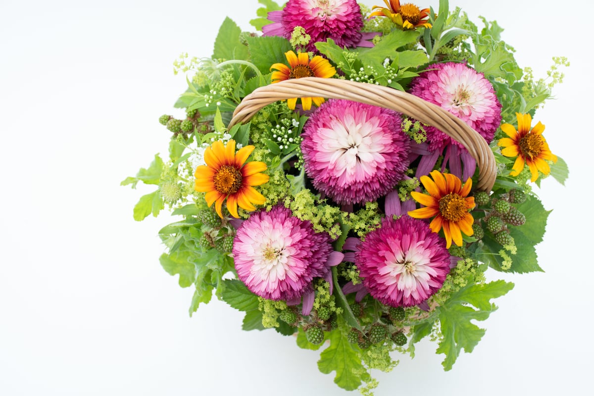 エキナセア サザンベル＆ナンシー7本セット | tokyo_shokubutsu_zufu