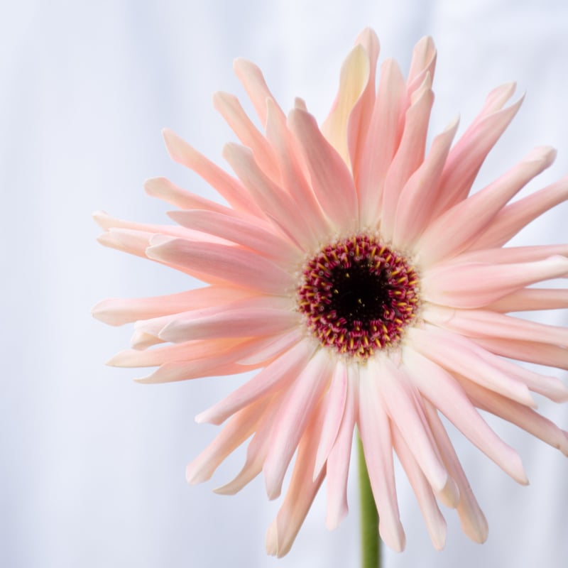 ガーベラ「パスティーニシエナ＆ぺサロ」 | tokyo_shokubutsu_zufu