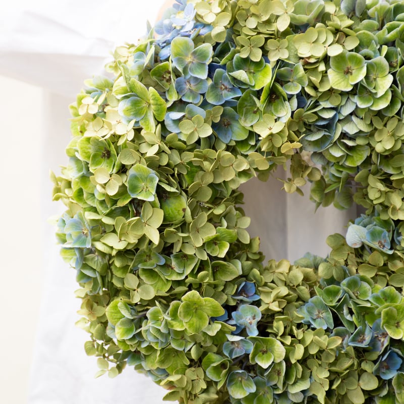 アナベル「グリーン」 | tokyo_shokubutsu_zufu