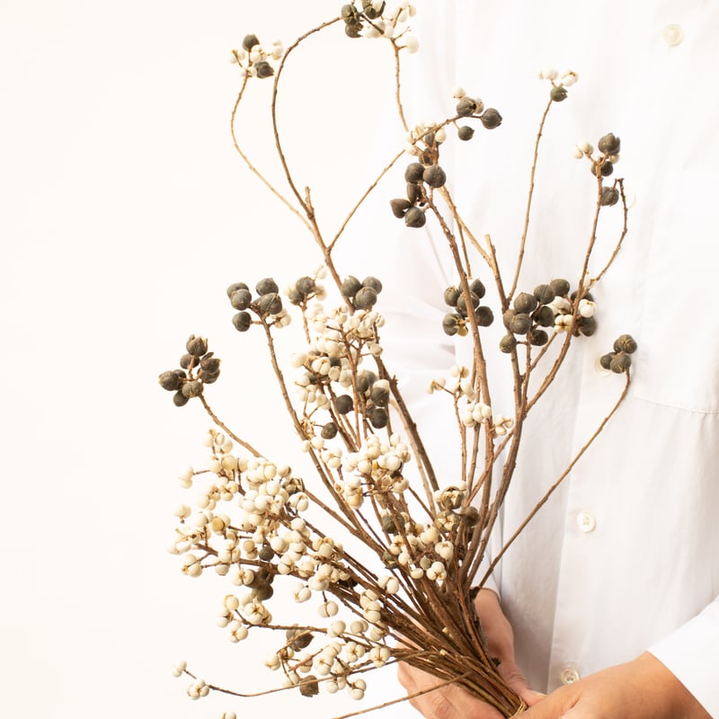 南京ハゼ | tokyo_shokubutsu_zufu