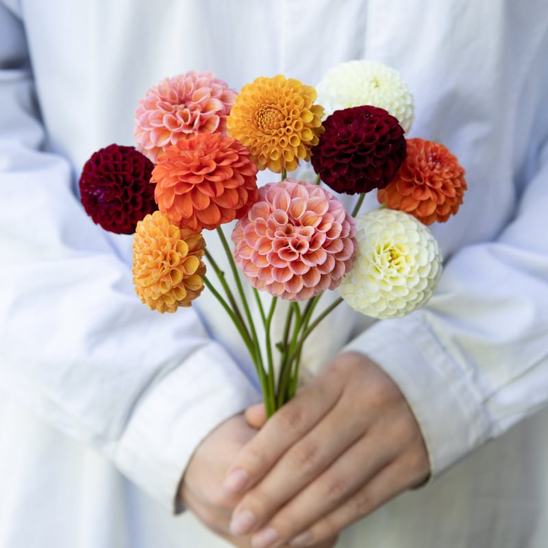ダリアさま　同梱発送の専用出品 ダリア 雅桜（みやびざくら）| 種・苗・ガーデニング用品の【タキイ