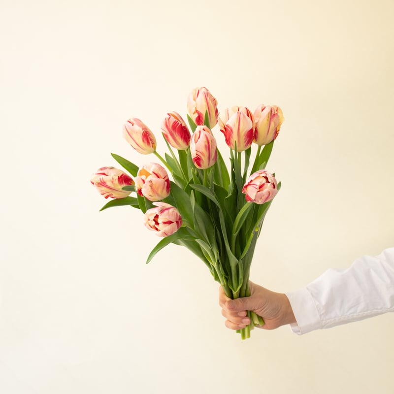 【はーページ】チューリップ12本&ブートニア チューリップ「ハッピージェネレーションパーロット