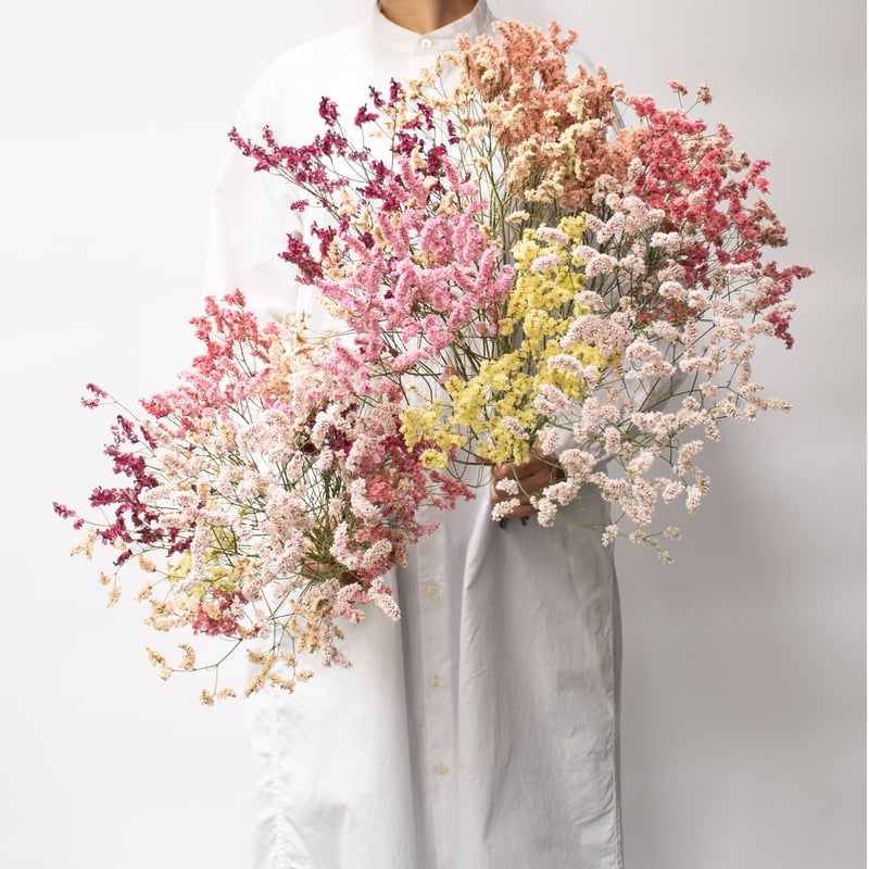 ドライフラワー「リモニュームミックス」大 | tokyo_shokubutsu_zufu